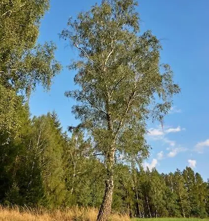 Vceliny شقة