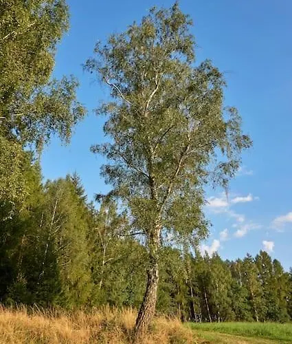 Vceliny - Cerny Lejlighed